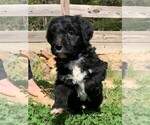 Puppy 5 Border Collie-Bordoodle Mix