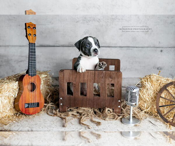 Medium Photo #5 American Pit Bull Terrier Puppy For Sale in Rockville, MD, USA