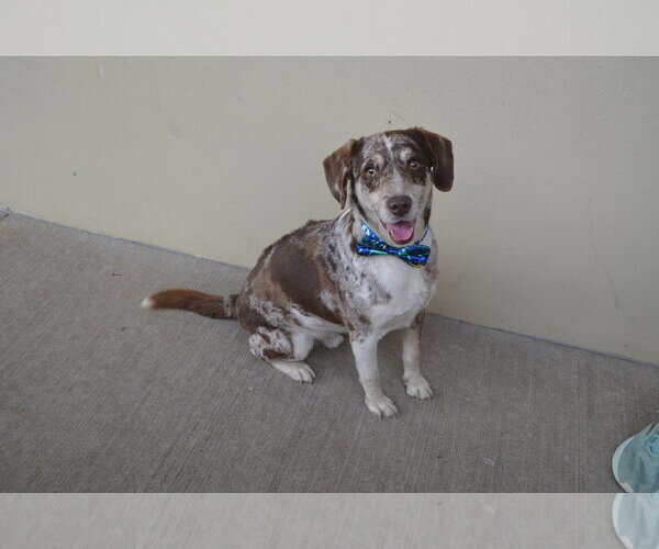 Medium Photo #1 Catahoula Leopard Dog-Unknown Mix Puppy For Sale in McKinney, TX, USA
