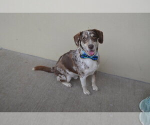 Catahoula Leopard Dog-Unknown Mix Dogs for adoption in McKinney, TX, USA
