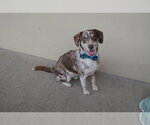 Small Catahoula Leopard Dog Mix