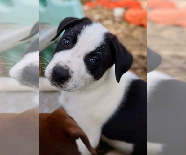 Medium Photo #2 American Staffordshire Terrier-Unknown Mix Puppy For Sale in Duluth, MN, USA