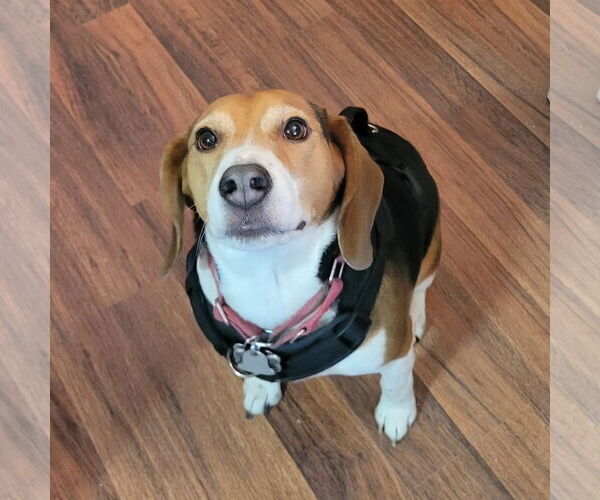 Medium Photo #3 Beagle Puppy For Sale in Las Vegas, NV, USA