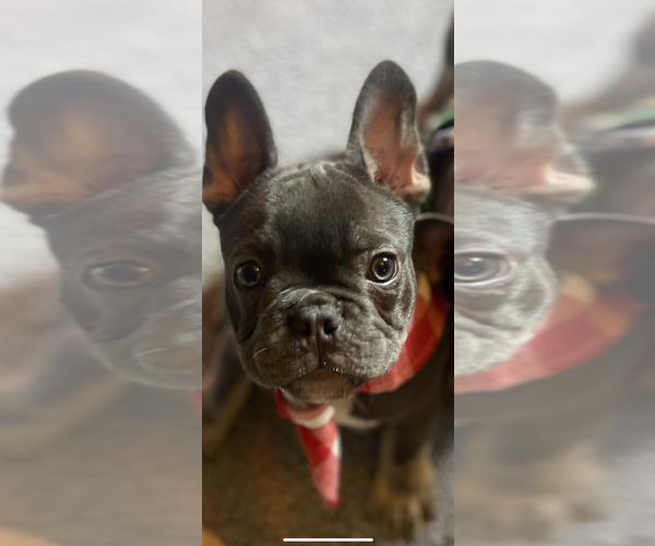Medium Photo #4 French Bulldog Puppy For Sale in CHENOIS CREEK, WA, USA