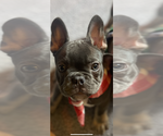 Small Photo #4 French Bulldog Puppy For Sale in CHENOIS CREEK, WA, USA