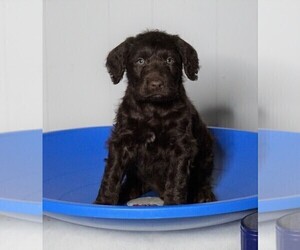 Labradoodle-Poodle (Standard) Mix Puppy for sale in FREDERICKSBG, OH, USA