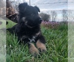 Small Photo #3 German Shepherd Dog Puppy For Sale in COUCH, MO, USA