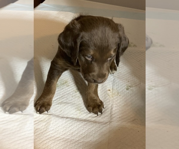 Medium Photo #1 Labradoodle Puppy For Sale in DEEPWATER, MO, USA