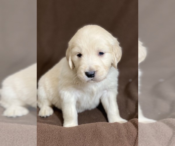 Medium Photo #2 Goldendoodle Puppy For Sale in MORGANTOWN, IN, USA