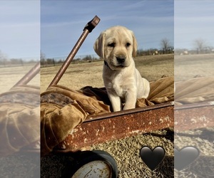 Medium Labrador Retriever