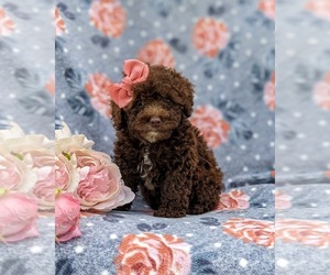 Poodle (Toy) Puppy for sale in KINZERS, PA, USA