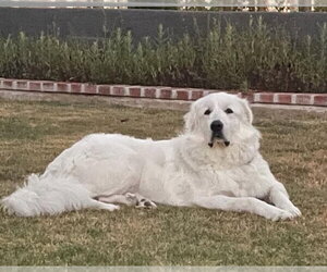 Great Pyrenees Dogs for adoption in Menifee, CA, USA