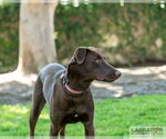 Small #2 Labrador Retriever Mix