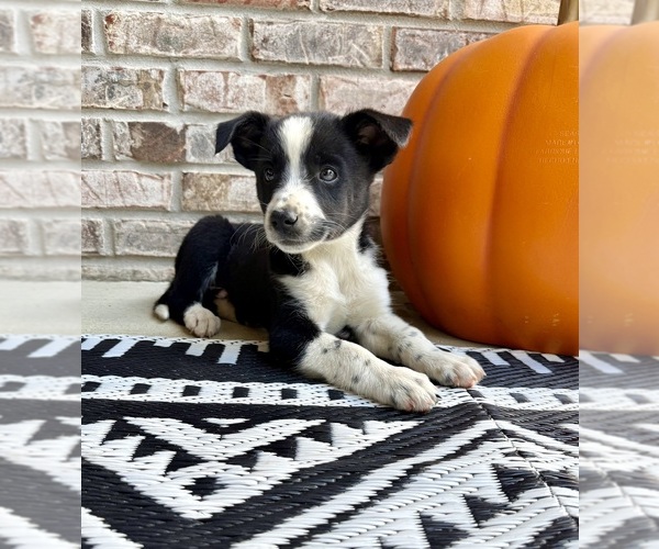 Medium Photo #27 Australian Cattle Dog-Border Collie Mix Puppy For Sale in GREENFIELD, IN, USA