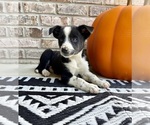 Small #3 Australian Cattle Dog-Border Collie Mix
