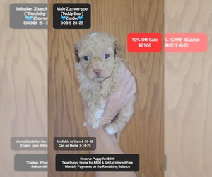 Poodle (Toy)-Zuchon Mix Puppy for sale in TUCSON, AZ, USA