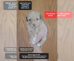 Image preview for Ad Listing. Nickname: Zander