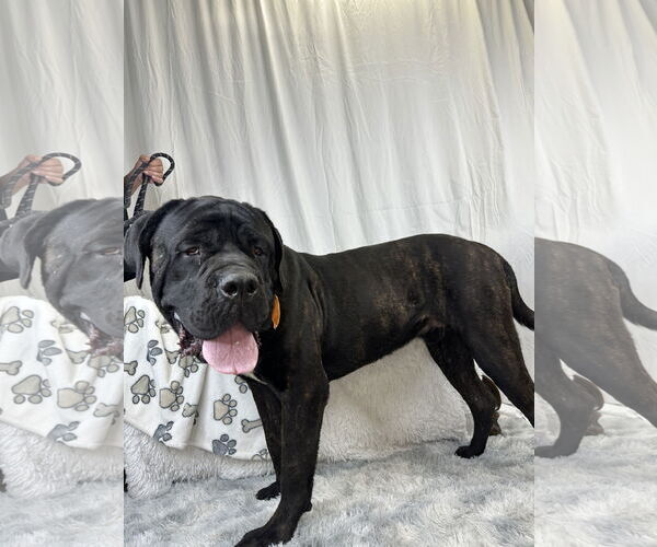Medium Photo #4 Mastiff Puppy For Sale in Goodyear, AZ, USA