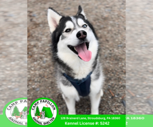 Huskies -Pomeranian Mix Dogs for adoption in Stroudsburg, PA, USA