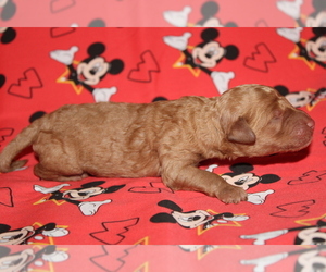 Goldendoodle (Miniature) Puppy for sale in BLMGTN, IN, USA