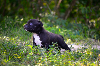 American Pit Bull Terrier Puppy for sale in GAUTIER, MS, USA
