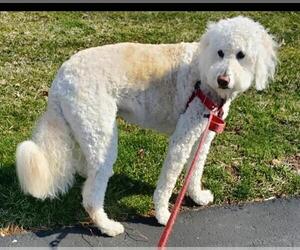 Golden Retriever-Unknown Mix Dogs for adoption in Spring Lake, NJ, USA