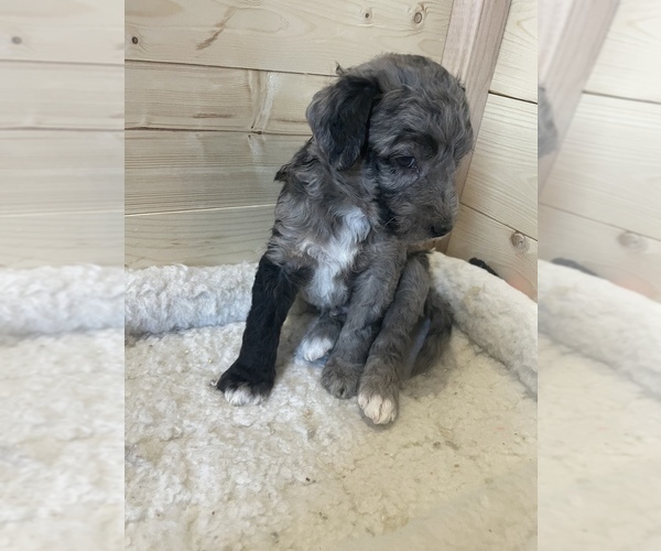 Medium Photo #7 Sheepadoodle Puppy For Sale in NEW BALTIMORE, MI, USA