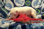 Small Photo #249 Dogo Argentino Puppy For Sale in PINEVILLE, MO, USA