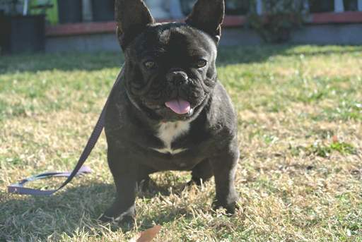 Medium Photo #1 French Bulldog Puppy For Sale in GRAND TERRACE, CA, USA
