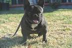 Small Photo #1 French Bulldog Puppy For Sale in GRAND TERRACE, CA, USA