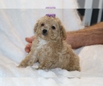 Small #2 Poodle (Toy)