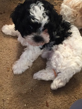 Medium Photo #1 Shih-Poo Puppy For Sale in MADISON, AL, USA