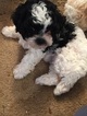 Small Photo #1 Shih-Poo Puppy For Sale in MADISON, AL, USA