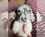 Puppy Blue dapple boy Dachshund
