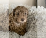 Small Photo #1 Aussiedoodle Miniature -Poodle (Miniature) Mix Puppy For Sale in MARICOPA, AZ, USA