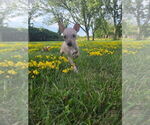 Small American Hairless Terrier