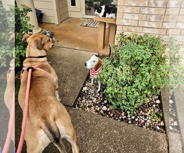 Medium Photo #5 Bulldog-Unknown Mix Puppy For Sale in Rockaway, NJ, USA
