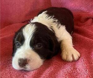 English Springer Spaniel Litter for sale in KIEF, ND, USA