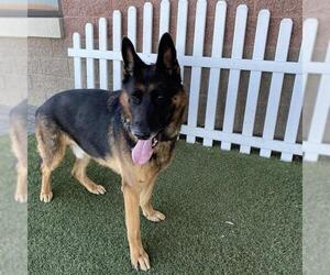 German Shepherd Dog Dogs for adoption in Modesto, CA, USA