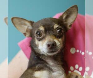Chihuahua-Unknown Mix Dogs for adoption in San Antonio, TX, USA