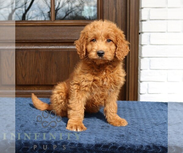 Medium Photo #4 Goldendoodle (Miniature) Puppy For Sale in NARVON, PA, USA