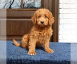 Small #3 Goldendoodle (Miniature)