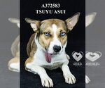 Small German Shepherd Dog Mix