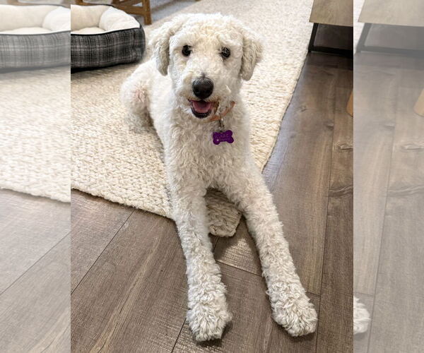 Medium Photo #1 Mutt Puppy For Sale in Corona, CA, USA