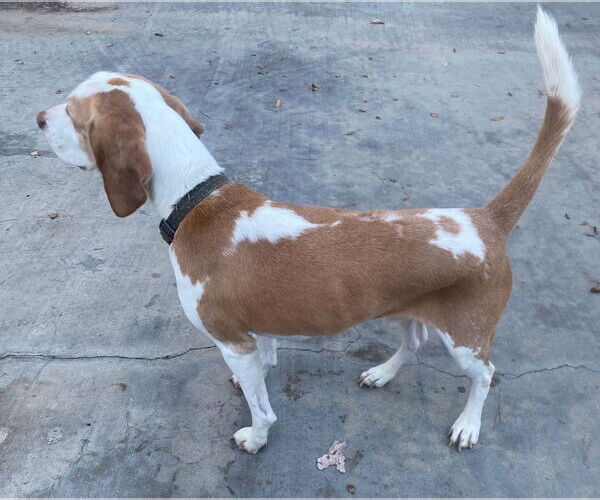 Medium Photo #3 Beagle Puppy For Sale in Apple Valley, CA, USA