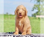 Small Photo #1 Labradoodle-Poodle (Standard) Mix Puppy For Sale in BINO, PA, USA