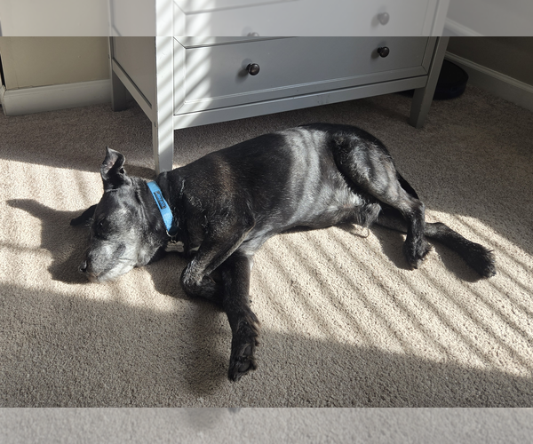 Medium Photo #3 Mutt Puppy For Sale in Lenoir, NC, USA