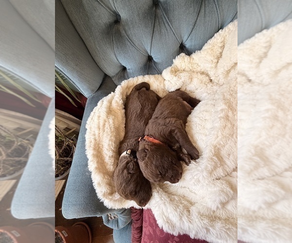 Medium Photo #2 Chesapeake Bay Retriever Puppy For Sale in GREELEY, CO, USA
