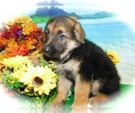 Small Photo #2 German Shepherd Dog Puppy For Sale in HAMMOND, IN, USA