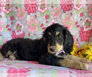 Bernedoodle Puppy for sale in LANCASTER, PA, USA